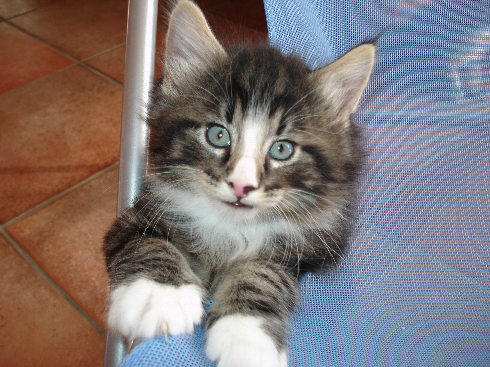 cuccioli Gatti Norvegesi disponibili Dan cuccioli Gatti Norvegesi disponibili Dan