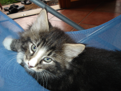 cuccioli Gatti Norvegesi disponibili Dan 