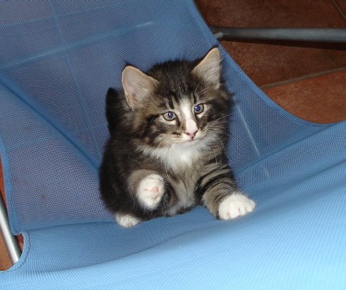 cuccioli Gatti Norvegesi disponibili Dan
