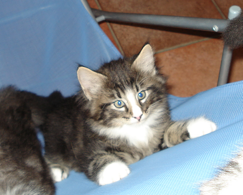 cuccioli Gatti Norvegesi disponibili Dan