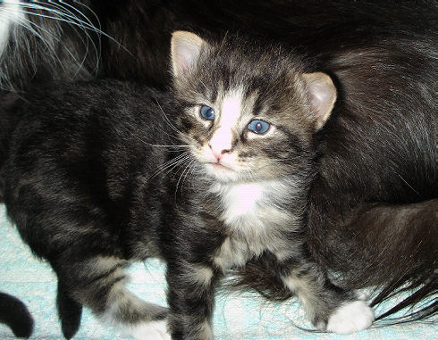 Cuccioli gatti Delle Foreste norvegesi, Dan of Scratch of Smiles, terza settimana Cuccioli gatti Delle Foreste norvegesi, Dan of Scratch of Smiles, terza settimana