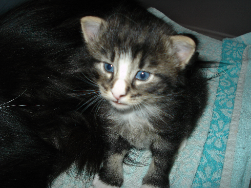 Cuccioli gatti Delle Foreste norvegesi, Dan of Scratch of Smiles, terza settimana Cuccioli gatti Delle Foreste norvegesi, Dan of Scratch of Smiles, terza settimana