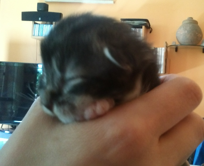 Din Di Graffi di Sorrisi--Scratch of Smiles, Cucciolo di Gatto Norvegese, Prima settimana, Disponibile