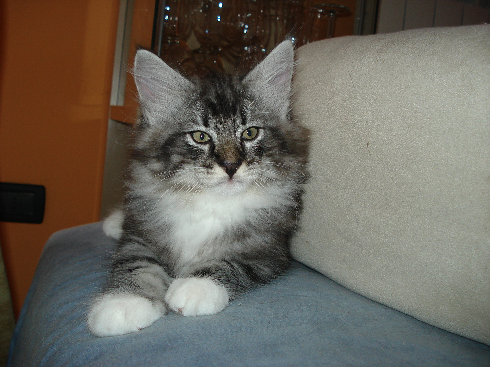 Cuccioli disponibili gatti Delle Foreste norvegesi Cuccioli disponibili gatti Delle Foreste norvegesi