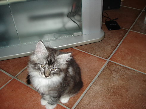 Cuccioli disponibili gatti Delle Foreste norvegesi Cuccioli disponibili gatti Delle Foreste norvegesi