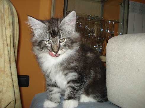 Cuccioli disponibili gatti Delle Foreste norvegesi Cuccioli disponibili gatti Delle Foreste norvegesi