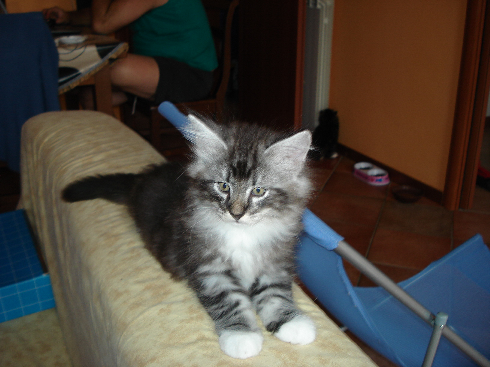 Cuccioli gatti Delle Foreste norvegesi disponibili Cuccioli gatti Delle Foreste norvegesi disponibili