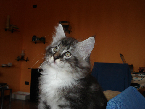 Cuccioli gatti Delle Foreste norvegesi disponibili Cuccioli gatti Delle Foreste norvegesi disponibili