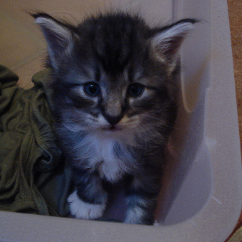 cucciolo Gatto Norvegese din 4 settimane Din quarta settimana 1