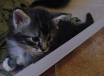 Cucciolo Gatto Norvegese Delle Foreste Din quarta settimana Cucciolo Gatto Norvegese Delle Foreste Din quarta settimana