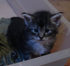 Cucciolo Gatto Norvegese Delle Foreste Din quarta settimana Cucciolo Gatto Norvegese Delle Foreste Din quarta settimana