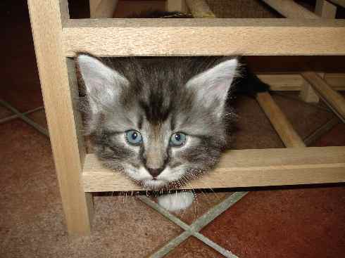 Cuccioli Gatti Norvegesi disponibili, Din Quinta settimana