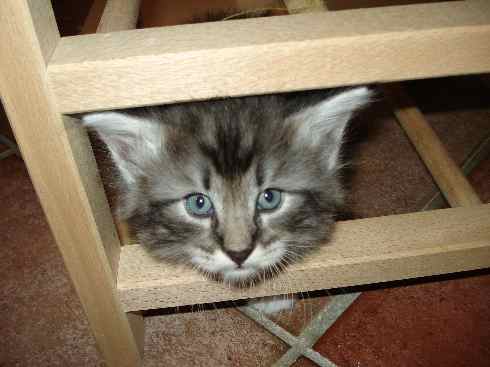 Cuccioli Gatti Norvegesi disponibili, Din Quinta settimana