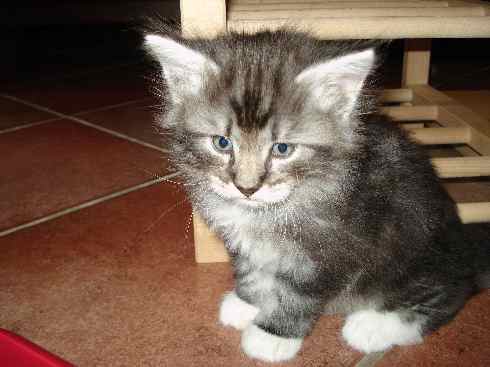 Cuccioli Gatti Norvegesi disponibili, Din Quinta settimana