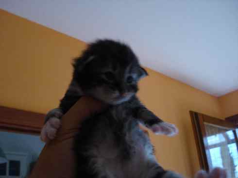 Cuccioli Gatti Norvegesi disponibili- Din seconda settimana Cuccioli Gatti Norvegesi disponibili- Din seconda settimana