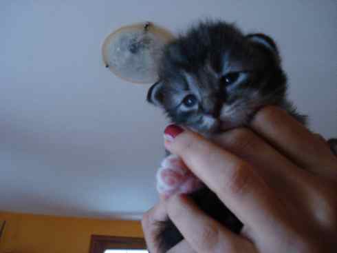 Cuccioli Gatti Norvegesi disponibili- Din seconda settimana Cuccioli Gatti Norvegesi disponibili- Din seconda settimana