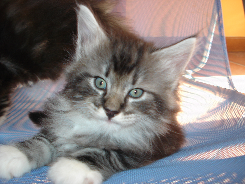 cuccioli Gatti Norvegesi disponibili Din cuccioli Gatti Norvegesi disponibili Din