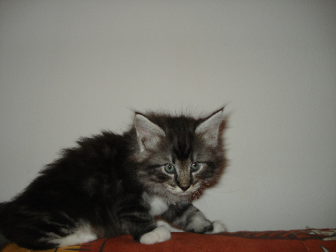 cuccioli Gatti Norvegesi disponibili Din cuccioli Gatti Norvegesi disponibili Din
