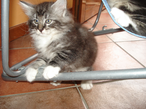 cuccioli Gatti Norvegesi disponibili Din