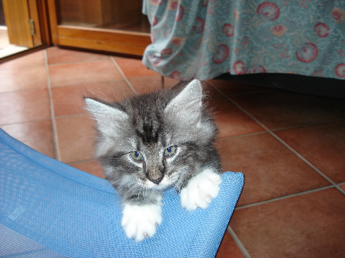 cuccioli Gatti Norvegesi disponibili Din