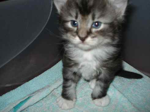 Cuccioli Gatti Delle Foreste norvegesi disponibili, Din terza settimana Cuccioli Gatti Delle Foreste norvegesi disponibili, Din terza settimana