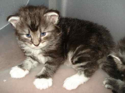 Cuccioli Gatti Delle Foreste norvegesi disponibili, Din terza settimana Cuccioli Gatti Delle Foreste norvegesi disponibili, Din terza settimana