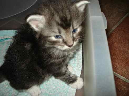 Cuccioli Gatti Delle Foreste norvegesi disponibili, Din terza settimana Cuccioli Gatti Delle Foreste norvegesi disponibili, Din terza settimana