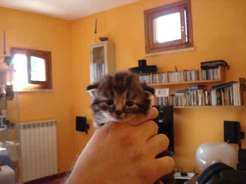 Cuccioli gatti Delle Foreste norvegesi, Don of Scratch of Smiles, terza settimana Cuccioli gatti Delle Foreste norvegesi, Don of Scratch of Smiles, terza settimana