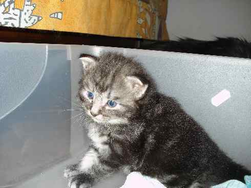 Cuccioli gatti Delle Foreste norvegesi, Don of Scratch of Smiles, terza settimana Cuccioli gatti Delle Foreste norvegesi, Don of Scratch of Smiles, terza settimana