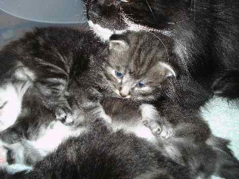 Cuccioli gatti Delle Foreste norvegesi, Don of Scratch of Smiles, terza settimana Cuccioli gatti Delle Foreste norvegesi, Don of Scratch of Smiles, terza settimana