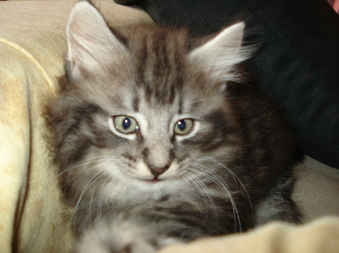 Cuccioli gatti Delle Foreste norvegesi disponibili