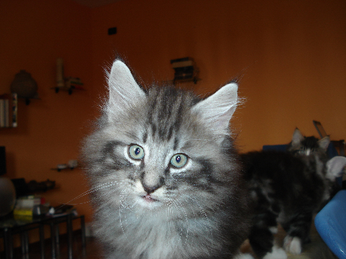 Cuccioli gatti Delle Foreste norvegesi disponibili