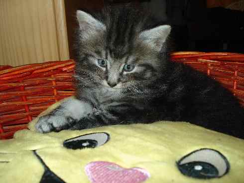 Cuccioli Gatti Norvegesi disponibili, Don Quinta settimana