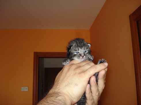 Don of Scratch of Smiles, Cucciolo di Gatto delle Foreste Norvegesi disponibile Don of Scratch of Smiles, Cucciolo di Gatto delle Foreste Norvegesi disponibile