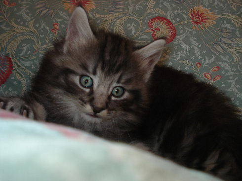 cuccioli Gatti Norvegesi disponibili Don 