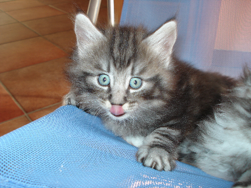 cuccioli Gatti Norvegesi disponibili Don cuccioli Gatti Norvegesi disponibili Don