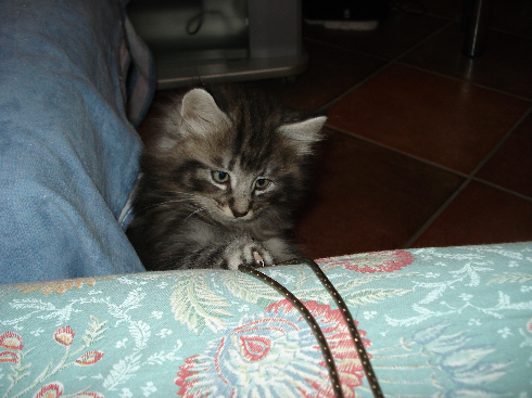 cuccioli Gatti Norvegesi disponibili Don