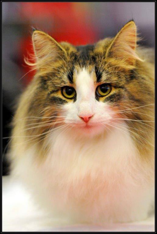 Gatto delle Foreste Norvegesi Just Catnap's Fiora JW