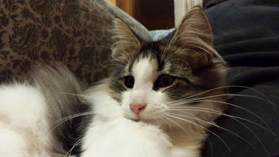 GATTI NORVEGESI E CUCCIOLI CAMPIONI INTERNAZIONALI DI BELLEZZA FIORA