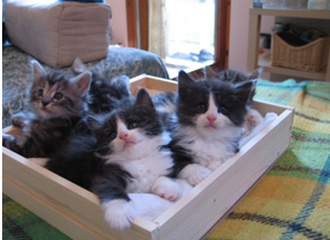 Gatti norvegesi delle foreste Cucciolata A