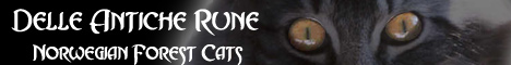Gatti Norvegesi Delle Antiche Rune