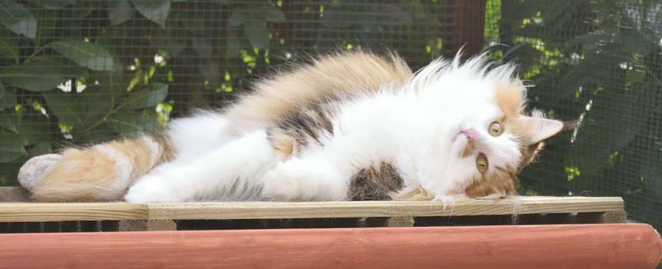 Gatto Norvegese Aletta Allevamento Cuccioli