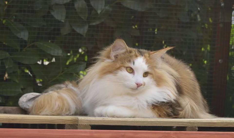 Gatto Norvegese Aletta Allevamento Cuccioli disponibili
