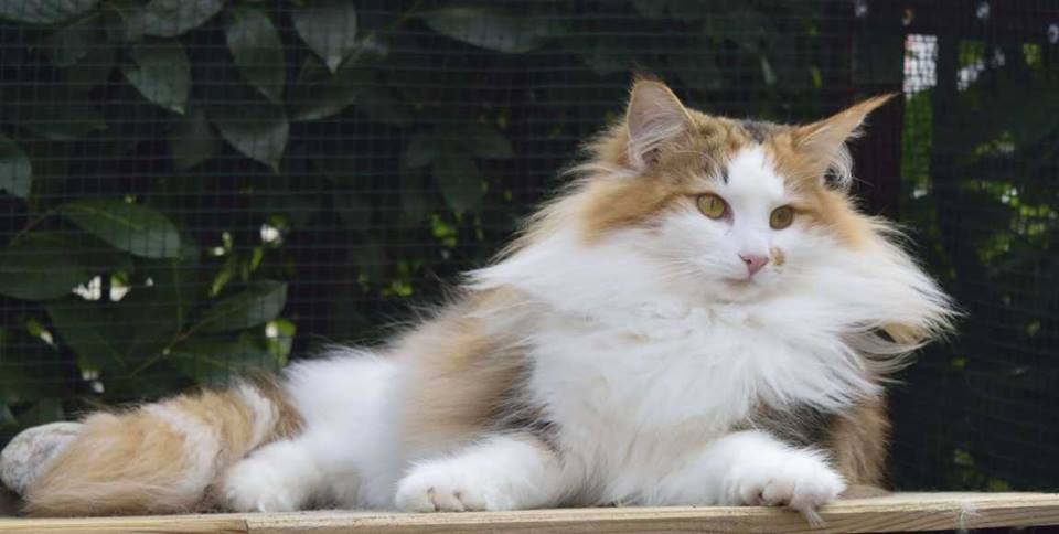 Gatto Norvegese Aletta Allevamento Scratch of Smiles Cuccioli disponibili