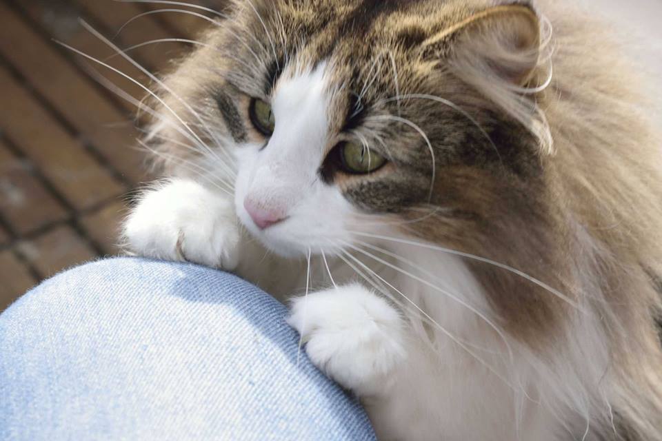 Gatto Norvegese Fiora Allevamento Cuccioli disponibili