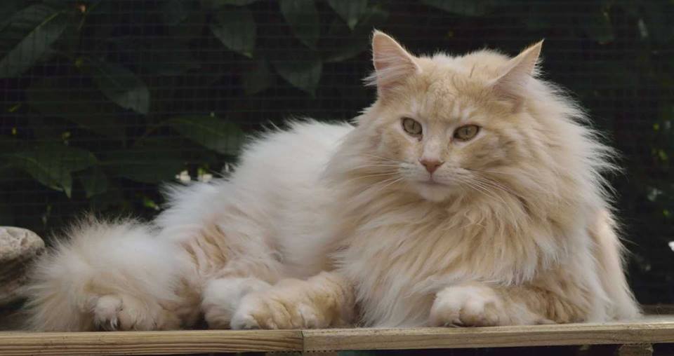 Gatto Norvegese Trinity Allevamento Cuccioli