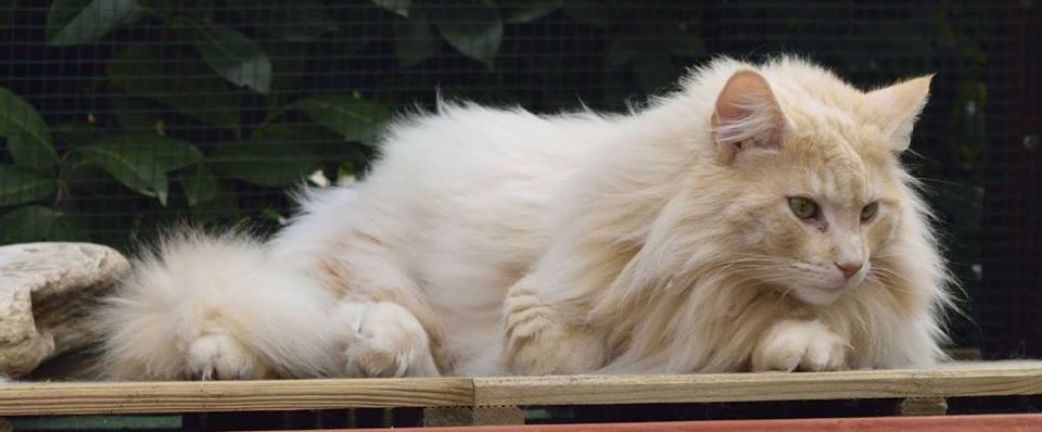 Gatto Norvegese Trinity Allevamento Cuccioli disponibili