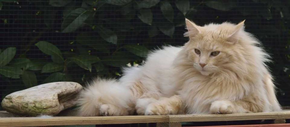 Gatto Norvegese Trinity Cuccioli