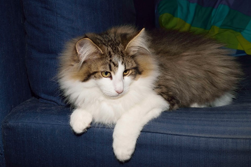 Gatto Norvegese hosting Cuccioli Gatto norvegese Gatto norvegese hosting