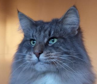 GATTI NORVEGESI E CUCCIOLI CAMPIONI INTERNAZIONALI DI BELLEZZA